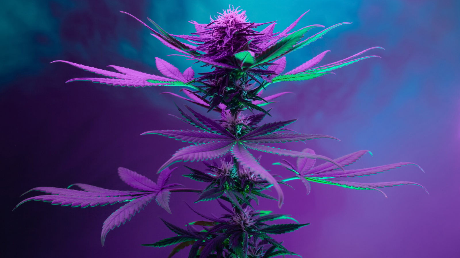 maconha, cannabis, cânhamo
