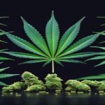Imagem gerada por IA para ilustrar o conteúdo da Revista Ganja.