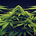 Imagem gerada por IA para ilustrar o conteúdo da Revista Ganja.