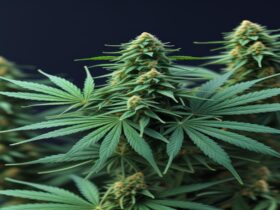 Imagem gerada por IA para ilustrar o conteúdo da Revista Ganja.