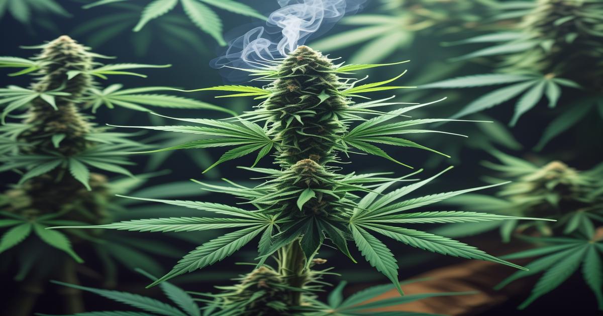 Imagem gerada por IA para ilustrar o conteúdo da Revista Ganja.