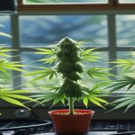 Imagem gerada por IA para ilustrar o conteúdo da Revista Ganja.