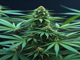 Imagem gerada por IA para ilustrar o conteúdo da Revista Ganja.