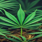 Imagem gerada por IA para ilustrar o conteúdo da Revista Ganja.