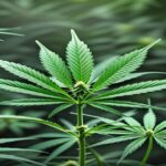 Imagem gerada por IA para ilustrar o conteúdo da Revista Ganja.