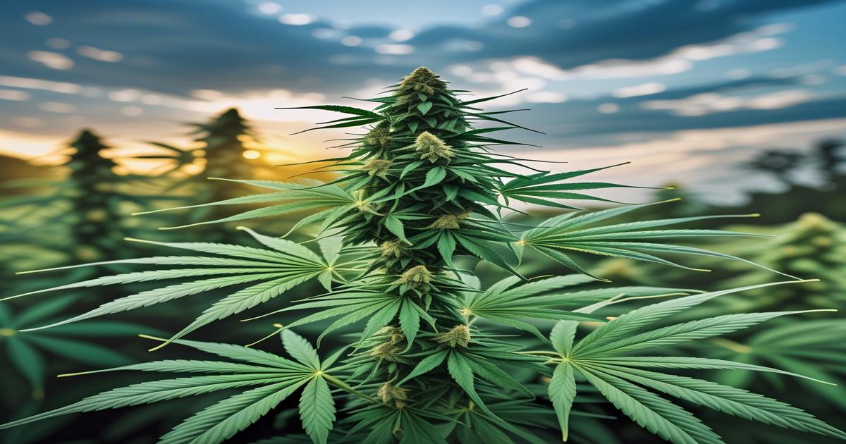 Imagem gerada por IA para ilustrar o conteúdo da Revista Ganja.