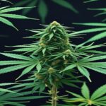 Imagem gerada por IA para ilustrar o conteúdo da Revista Ganja.
