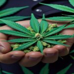 Imagem gerada por IA para ilustrar o conteúdo da Revista Ganja.