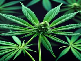 Imagem gerada por IA para ilustrar o conteúdo da Revista Ganja.