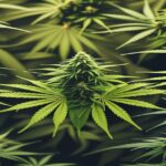 Imagem gerada por IA para ilustrar o conteúdo da Revista Ganja.
