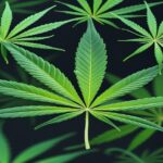 Imagem gerada por IA para ilustrar o conteúdo da Revista Ganja.