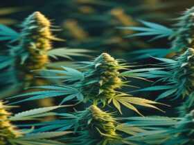 Imagem gerada por IA para ilustrar o conteúdo da Revista Ganja.