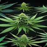Imagem gerada por IA para ilustrar o conteúdo da Revista Ganja.