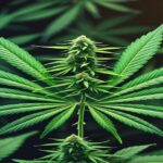 Imagem gerada por IA para ilustrar o conteúdo da Revista Ganja.