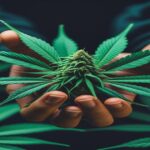 Imagem gerada por IA para ilustrar o conteúdo da Revista Ganja.