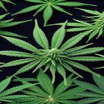 Imagem gerada por IA para ilustrar o conteúdo da Revista Ganja.