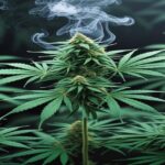 Imagem gerada por IA para ilustrar o conteúdo da Revista Ganja.