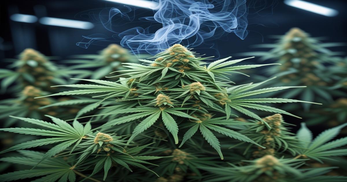 Imagem gerada por IA para ilustrar o conteúdo da Revista Ganja.