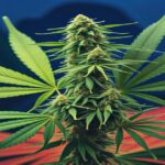 Imagem gerada por IA para ilustrar o conteúdo da Revista Ganja.