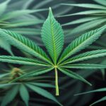 Imagem gerada por IA para ilustrar o conteúdo da Revista Ganja.