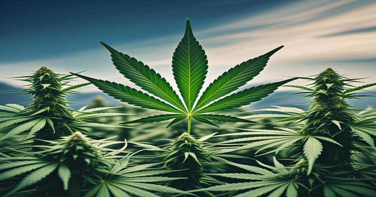 Imagem gerada por IA para ilustrar o conteúdo da Revista Ganja.