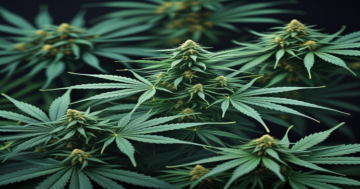 Imagem gerada por IA para ilustrar o conteúdo da Revista Ganja.