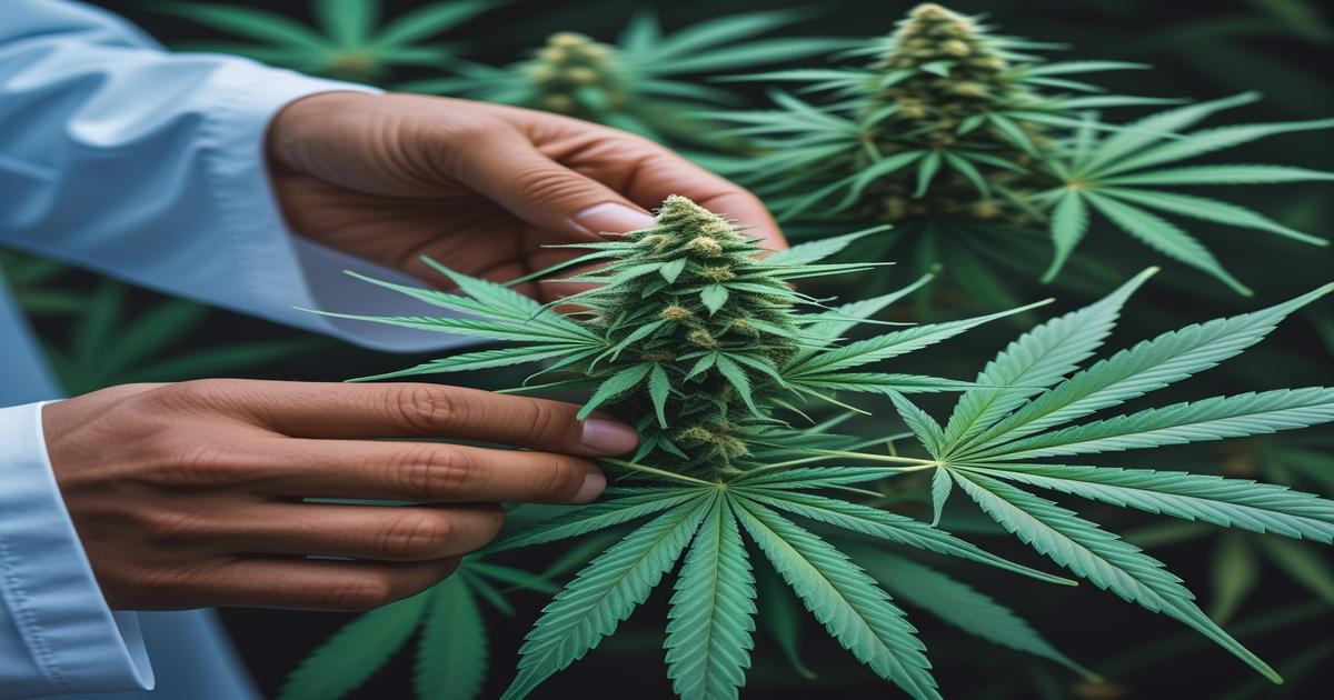 Imagem gerada por IA para ilustrar o conteúdo da Revista Ganja.