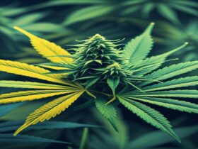 Imagem gerada por IA para ilustrar o conteúdo da Revista Ganja.