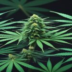 Imagem gerada por IA para ilustrar o conteúdo da Revista Ganja.