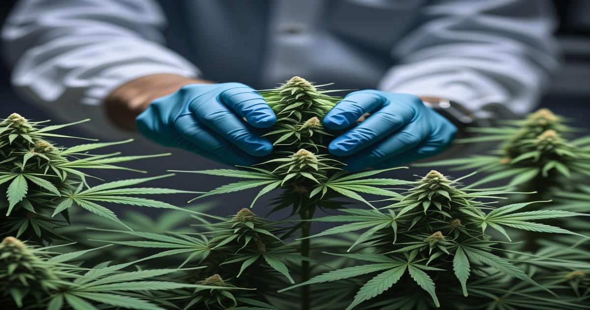 Imagem gerada por IA para ilustrar o conteúdo da Revista Ganja.