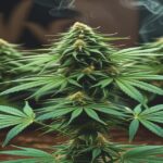 Imagem gerada por IA para ilustrar o conteúdo da Revista Ganja.