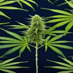 Imagem gerada por IA para ilustrar o conteúdo da Revista Ganja.