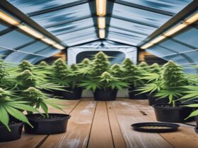 Imagem gerada por IA para ilustrar o conteúdo da Revista Ganja.