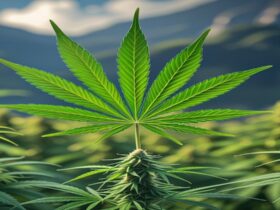 Imagem gerada por IA para ilustrar o conteúdo da Revista Ganja.