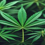 Imagem gerada por IA para ilustrar o conteúdo da Revista Ganja.