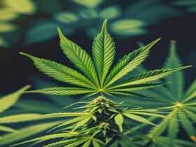 Imagem gerada por IA para ilustrar o conteúdo da Revista Ganja.