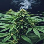 Imagem gerada por IA para ilustrar o conteúdo da Revista Ganja.