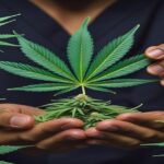 Imagem gerada por IA para ilustrar o conteúdo da Revista Ganja.