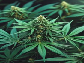 Imagem gerada por IA para ilustrar o conteúdo da Revista Ganja.