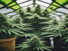 Imagem gerada por IA para ilustrar o conteúdo da Revista Ganja.