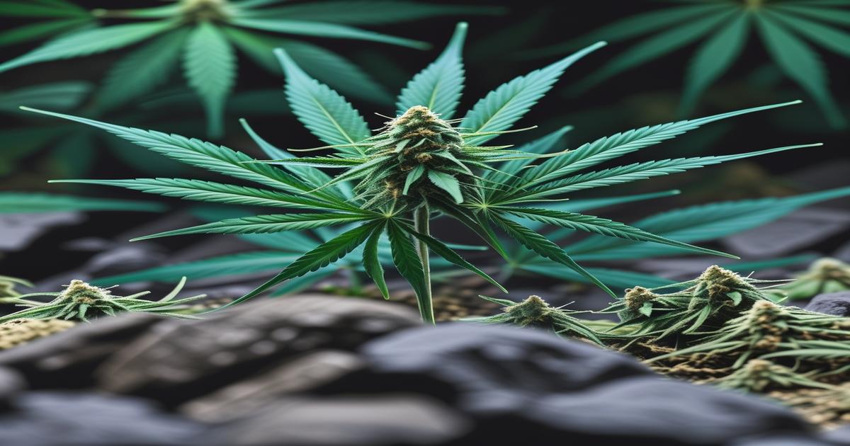 Imagem gerada por IA para ilustrar o conteúdo da Revista Ganja.