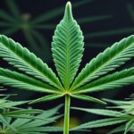 Imagem gerada por IA para ilustrar o conteúdo da Revista Ganja.