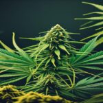 Imagem gerada por IA para ilustrar o conteúdo da Revista Ganja.