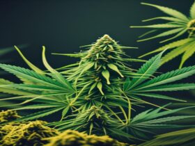 Imagem gerada por IA para ilustrar o conteúdo da Revista Ganja.