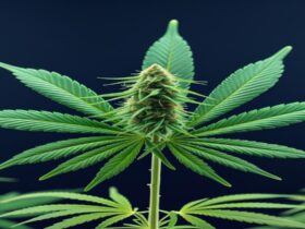 Imagem gerada por IA para ilustrar o conteúdo da Revista Ganja.