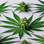 Imagem gerada por IA para ilustrar o conteúdo da Revista Ganja.