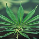 Imagem gerada por IA para ilustrar o conteúdo da Revista Ganja.